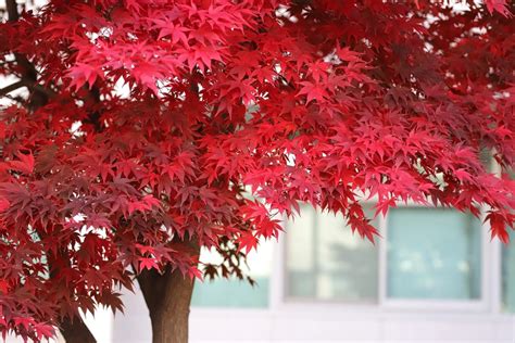 list of japanese maple trees
